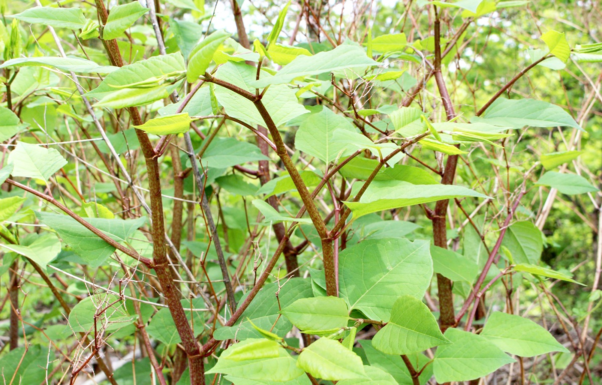 Рейнутрия японская фото. Рейнутрия японская Fallopia japonica. Knotweed. Японский Knotweed. Рейнутрия стебель.