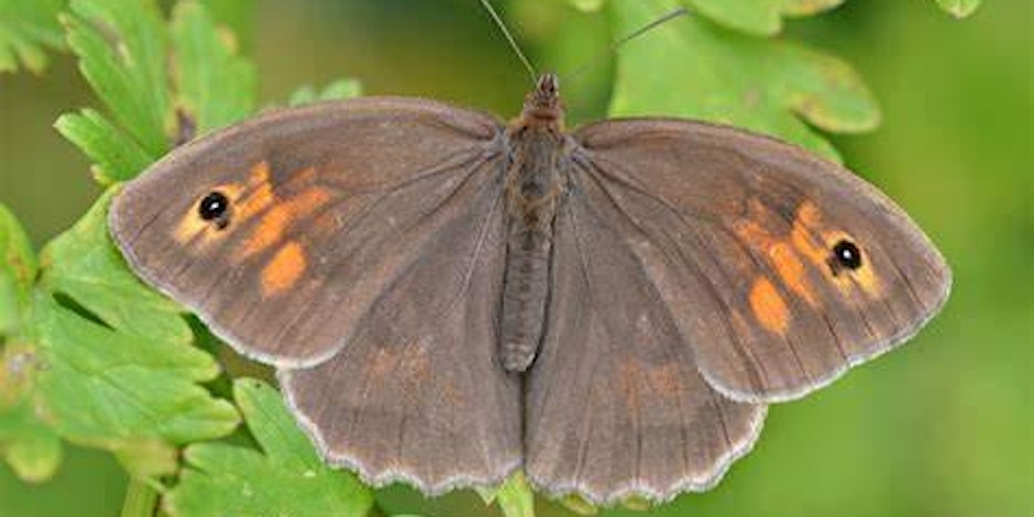 Butterfly Walk and Talk